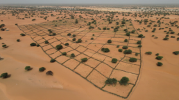 Alianza Internacional para la Resiliencia ante la Sequía