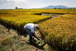 cultivo del arroz