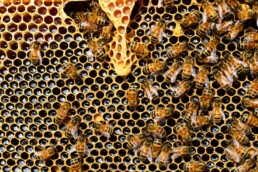Salvemos a las abejas